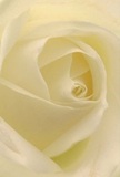 Drawn deeply into the heart of a cream-white rose, this image enfolds you in the delicate artistry of a Biggin Hill florist. Each petal unfurls in a soft spiral, inviting the imagination to touch its barely-there velvet surface, like catching the cool freshness of early morning dew near Aperfield Green. Gentle light falls from one side, creating quiet shadows between ivory folds and adding poetic depth to the composition. There is a distinct sense of peace-mirroring the restful spirit of a silent morning in Biggin Hill or the comfort of a heartfelt gesture. As a local expert, I see this bloom as the epitome of reverence; perfect for expressing sympathy, admiration, or new beginnings for families in our community. The fragrance, imagined as sweet and understated, seems to linger just beyond reach, adding one last layer of emotion to the bouquet. With this close view, you don't just see the flower-you experience the emotion and dedication behind every hand-crafted arrangement delivered across Biggin Hill.